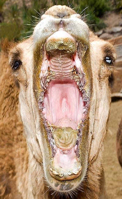 camel tooth|inside of a camel mouth.